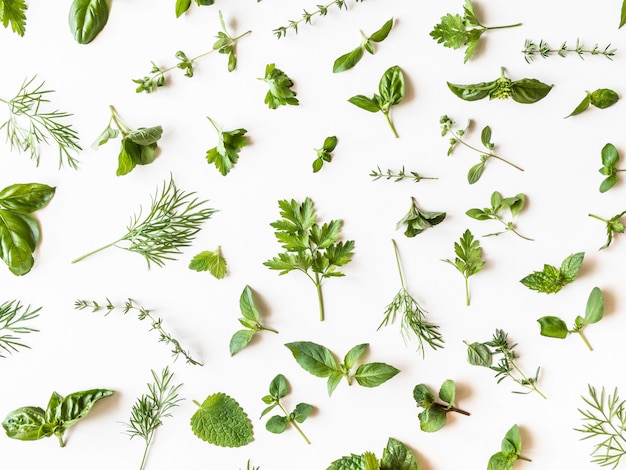 Foto plano de várias ervas verdes frescas de cozinha