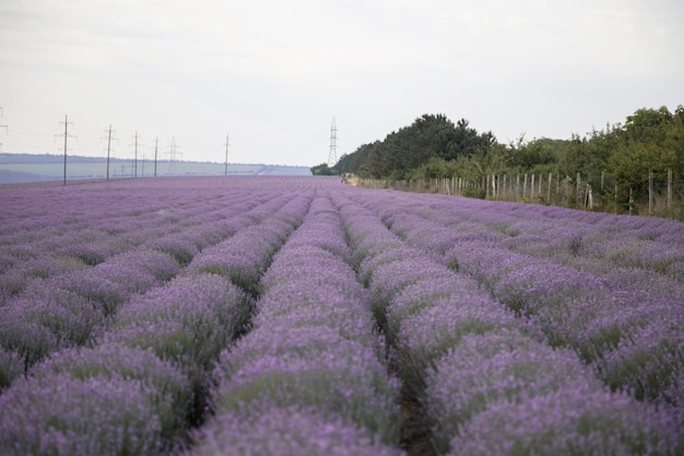 Plano general de un campo de lavanda en flor, paisaje de un campo de lavanda