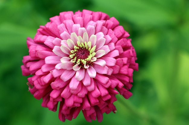 Foto plano macro de flor rosa zinnia