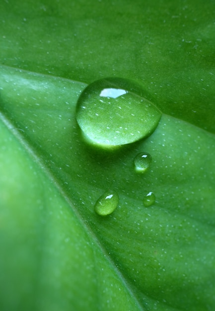 Plano macro de gotas de agua en la hoja de color vibrante verde