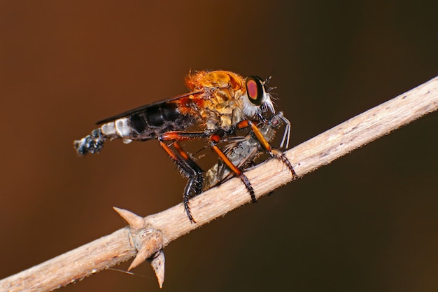 Plano macro de una mosca de ladrón asilidae comiendo insectos