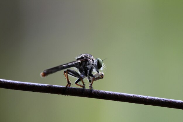 plano macro de una mosca ladrona mientras se come el insecto