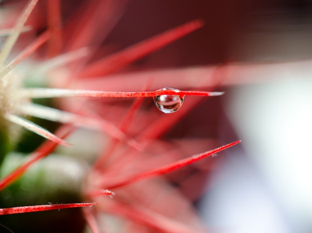 Plano macro de una pequeña gota de agua sobre una aguja de cactus