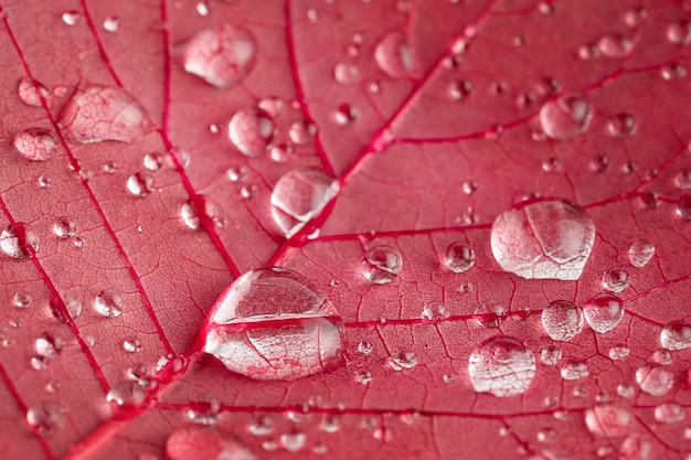 Plano macro de textura de hoja roja con gotas de lluvia Fondo natural