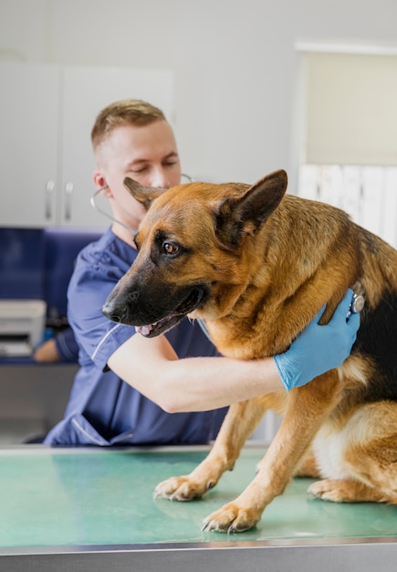 Foto plano medio cuidadoso médico revisando la salud del perro