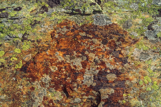 Plano de roca multicolor en macro. Superficie de la roca hermosa de cerca. Piedra con textura de colores. Increíble fondo detallado de highlands boulder con musgos y líquenes. Textura natural de la montaña.