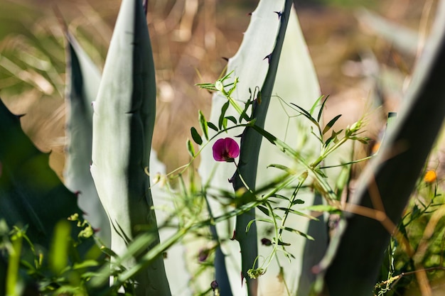 Planta de Aave en Sicilia Italia