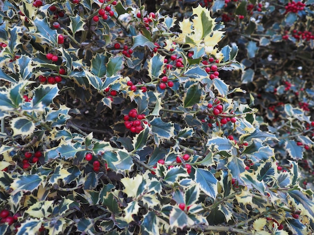 Planta de acebo de Navidad