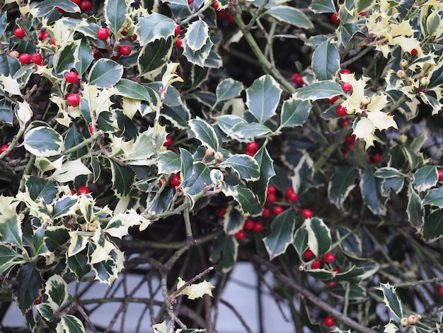 Planta de acebo de Navidad