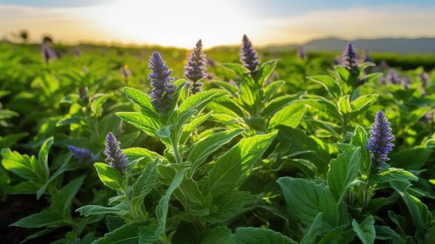 Foto planta de aceite esencial de eucalipto