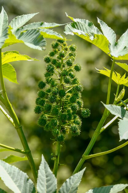 Planta de aceite de ricino con frutas