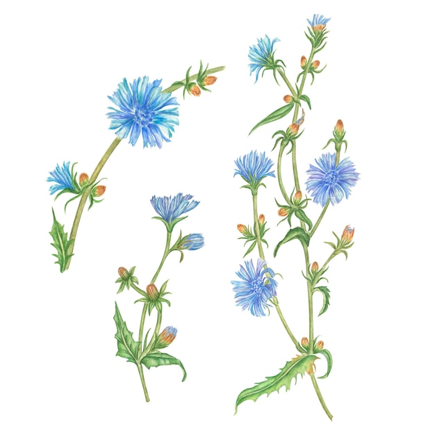 Planta de achicoria con flores y hojas Ilustración acuarela achicoria de campo salvaje de verano azul