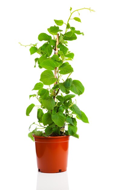 Planta de Actinidia deliciosa sobre un fondo blanco