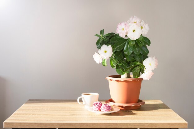 Planta de adenium en una olla y una taza de café con dulces en una mesa con luz solar