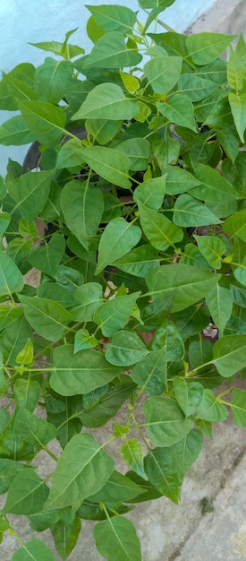 Foto planta aganonerion tomada desde un ángulo de primer plano