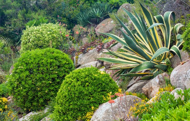 Planta de agave abigarrada y arbustos circulares verdes en el parque de verano.