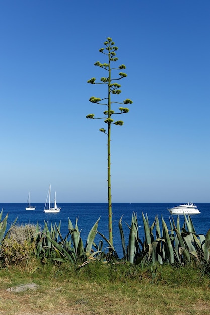 La planta de Agave americana crece contra el mar azul