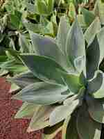 Foto planta de agave en el jardín botánico, primer plano de la foto