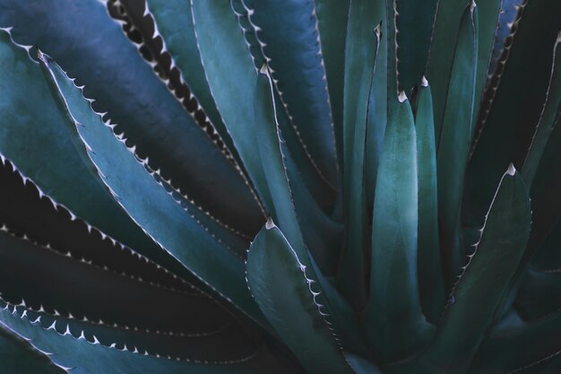 Foto planta de agave en tono verde azul oscuro como fondo de patrón natural abstracto