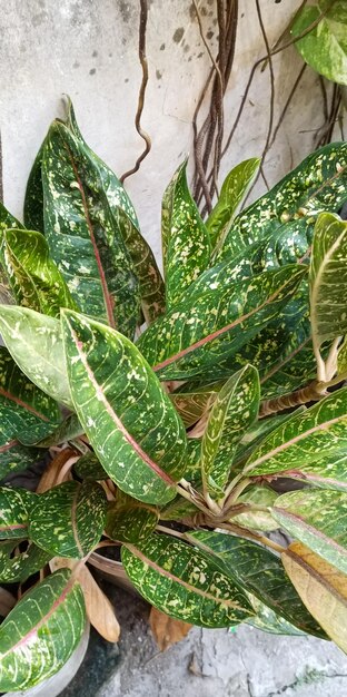 La planta de Aglaonema tomada desde un ángulo de primer plano