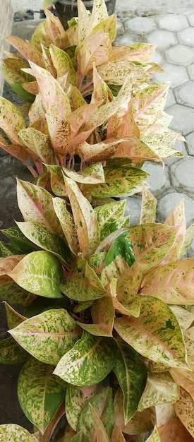 Foto planta de aglonema tomada desde cerca