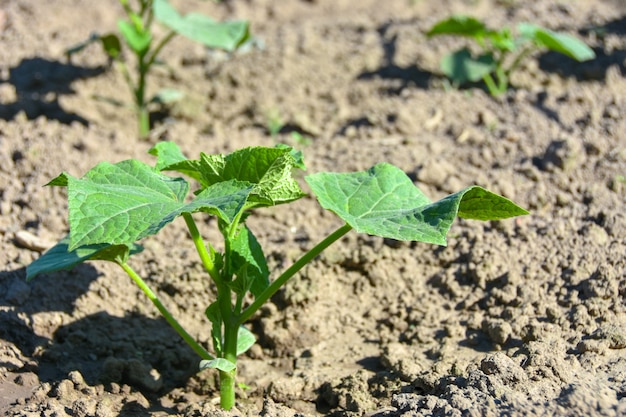 Planta agrícola en el campo. Brote de pepino joven