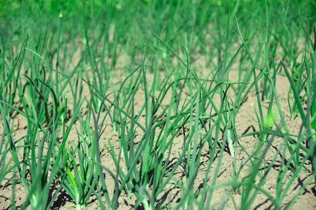 Planta agrícola en el campo. Cebolla pepino joven