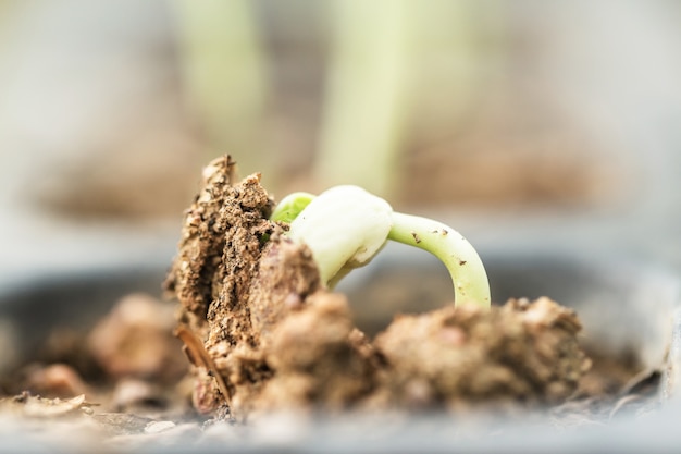 Planta de agricultura y siembra