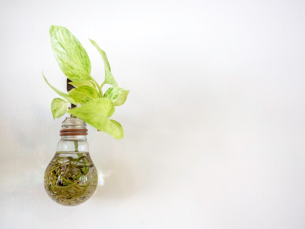 Foto planta de agua verde crece en florero de bombilla colgante decoración