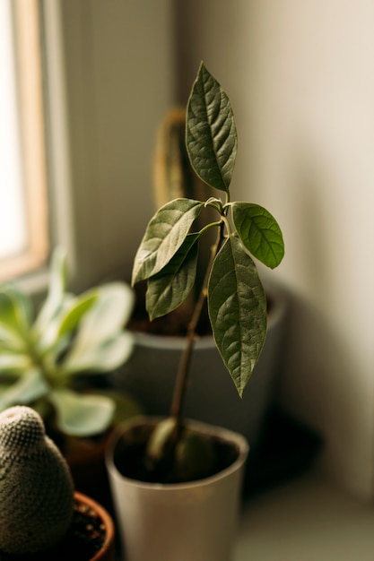 Planta de aguacate semilla de aguacate germinada