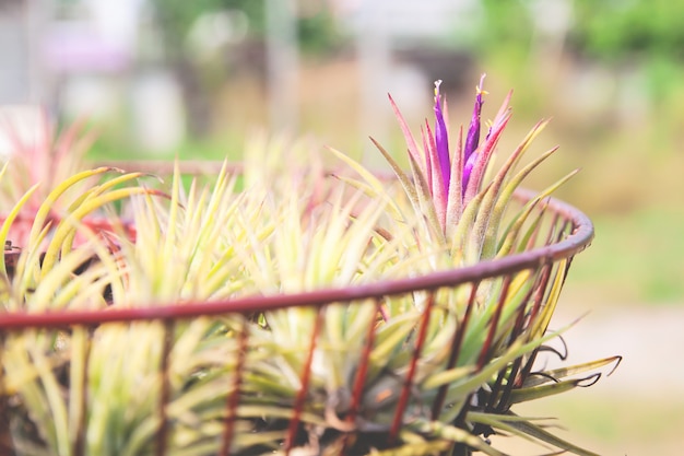 Foto planta de aire con nombre científico tillandsia que crece en jardín. planta decorada