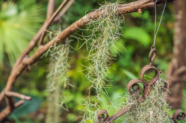 Planta de aire, tillandsia, musgo español con estilo retro para el fondo