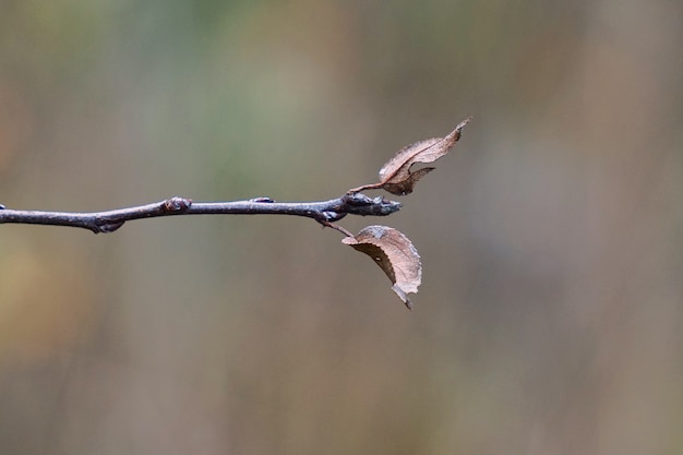 Foto la planta aislada en el jardín en la naturaleza.