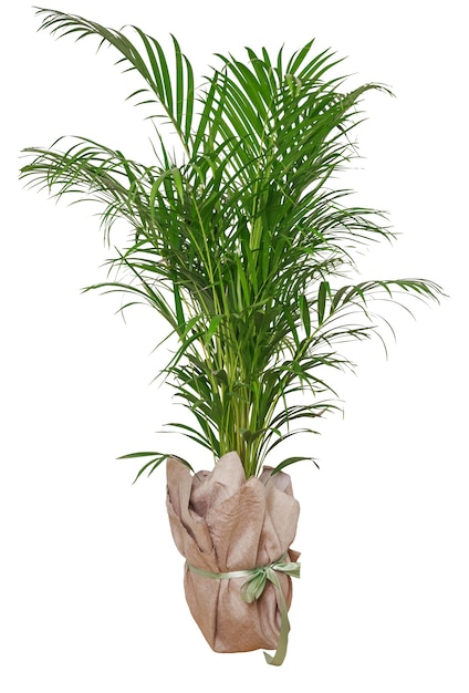 Planta aislada de palmera en maceta aislada sobre superficie blanca. Decoración casera mínima de la planta de interior de las hojas tropicales. Palma decorativa Kentia o Areca contra la pared blanca. Jardinería doméstica, amor por las plantas de interior