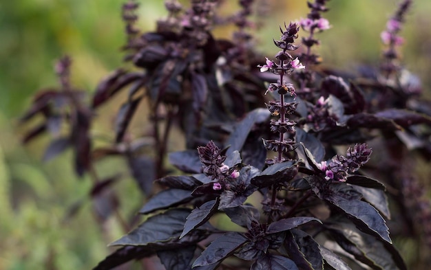 Foto planta de albahaca con flores púrpuras en el jardín concepto de alimentos ecológicos