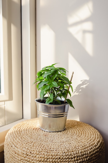 Planta de albahaca fresca verde en una maceta de metal de pie sobre un pequeño taburete junto a la ventana abierta.