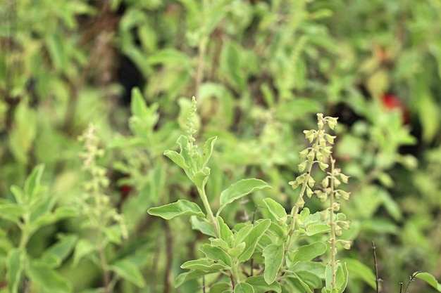 planta de albahaca en el jardín