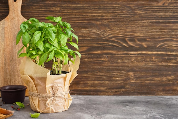 Planta de albahaca verde fresca en maceta sobre fondo de madera Espacio para texto