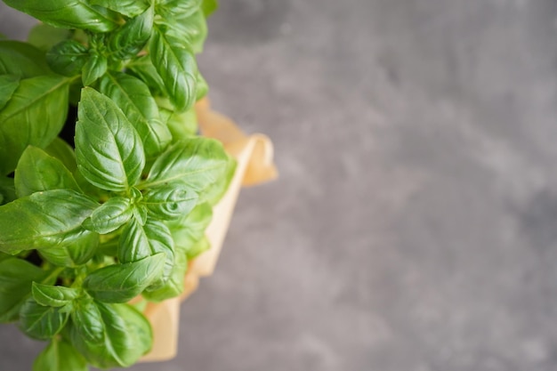 Planta de albahaca verde fresca sobre fondo gris espacio para primer plano de texto Lay Flat