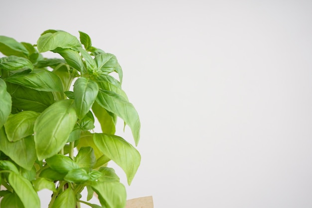 Planta de albahaca verde fresca sobre fondo gris espacio para texto Primer plano