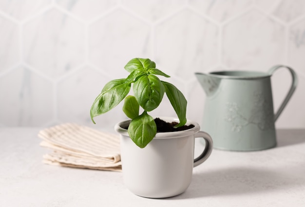 Planta de albahaca verde en taza de metal y agua vintage estilo de vida ecológico