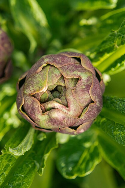 Planta de alcachofa La alcachofa crece en el jardín de la granja agrícola Huerta personal en casa cultivo orgánico granja ecológica agricultura natural volver a la naturaleza Reducción de marcha