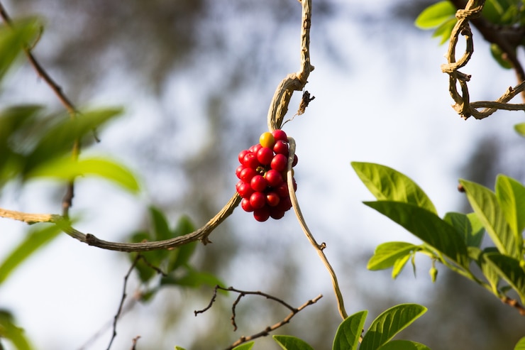 Foto una planta con alegre fruitn el parque público de la india durante una tarde soleada