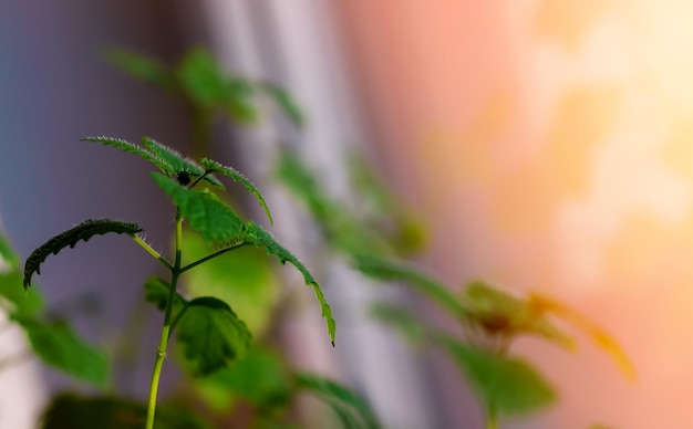 Planta en el alféizar de la ventana