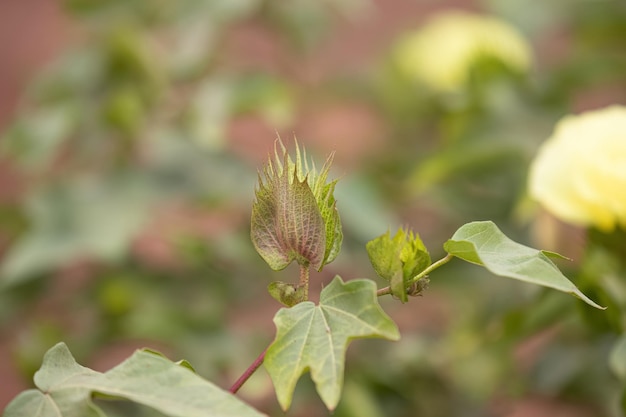 Foto planta de algodón americano (upland) de la especie gossypium hirsutum