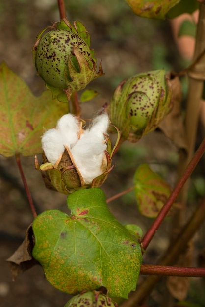 Planta de algodón con cápsula de semillas abierta