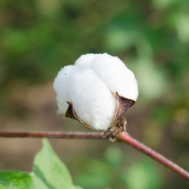 Foto planta de algodón lista para la cosecha