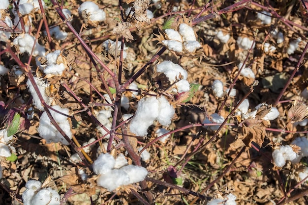 Planta de algodón lista para cosechar