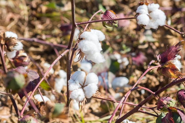 Planta de algodón lista para cosechar