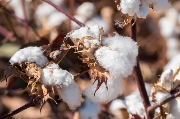 Planta de algodón lista para cosechar